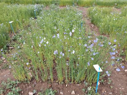 Click for 1 image(s) for this accession.